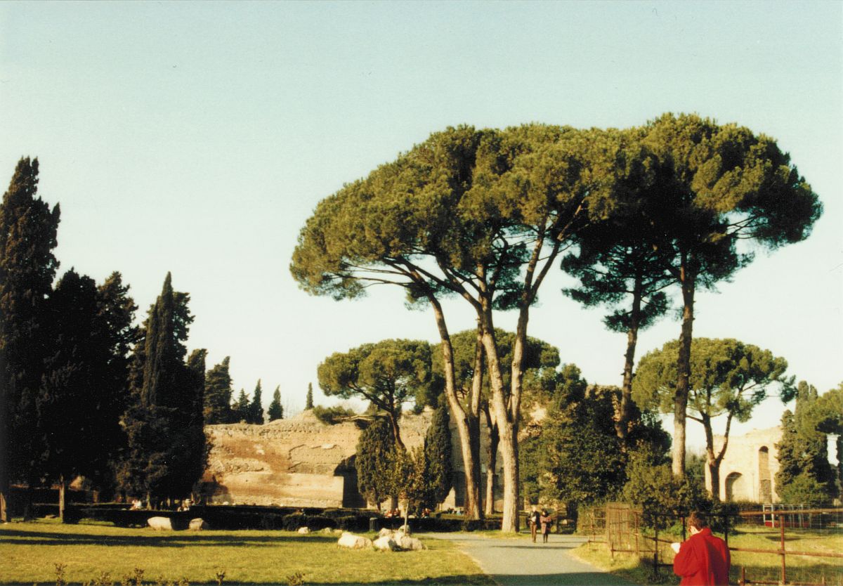 Un groupe de pins à Rome, photographié fin décembre 1991, cliquer pour une vue agrandie